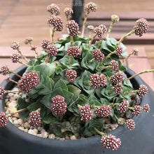 Load image into Gallery viewer, Crassula Socialis | Ring Plant
