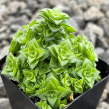 Load image into Gallery viewer, Crassula Socialis | Ring Plant

