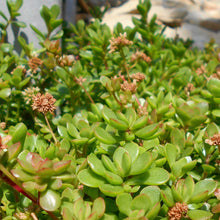 Load image into Gallery viewer, Crassula Pubescens Subsp. Radicans
