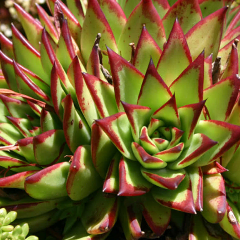 Echeveria Agavoides Lipstick