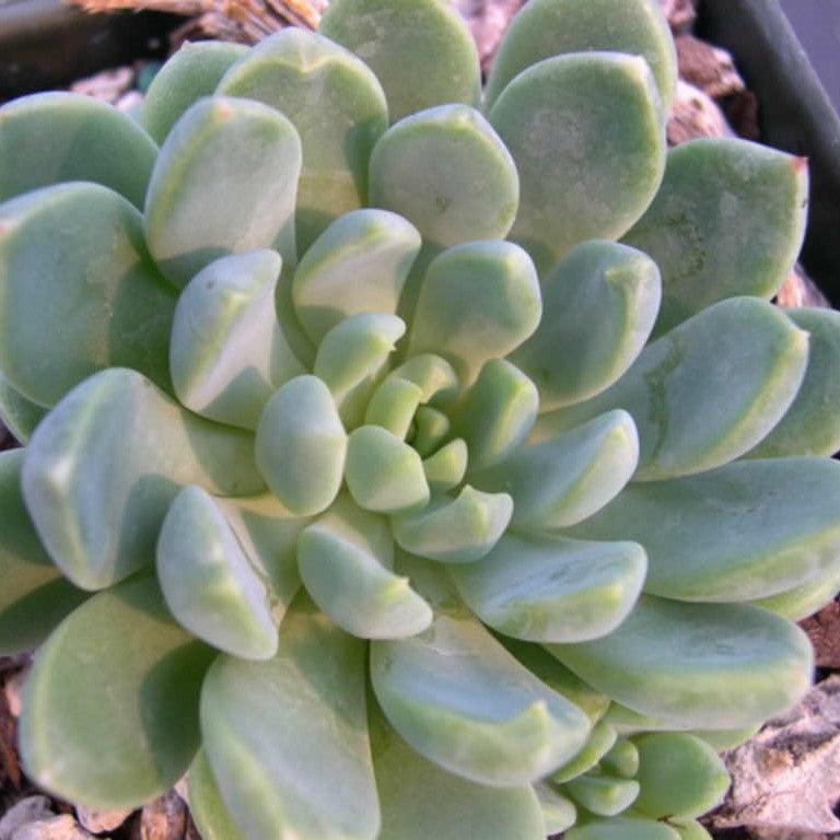 Echeveria Amoena | Baby Echeveria