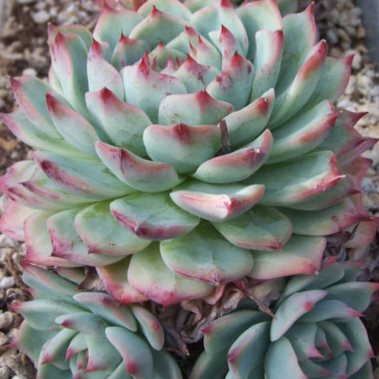 Echeveria Tippy