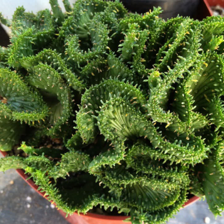 Euphorbia Flanaganii Cristata | Green Coral