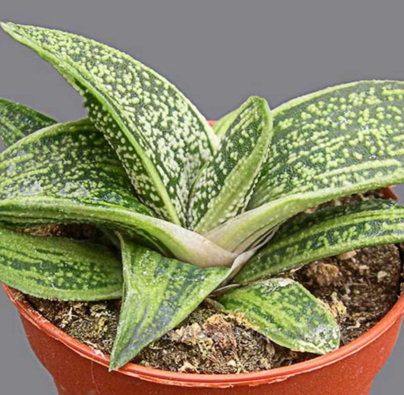 Gasteria cv Little Warty