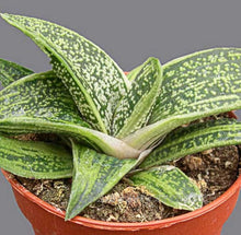 Load image into Gallery viewer, Gasteria cv Little Warty
