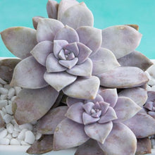 Load image into Gallery viewer, Graptopetalum Superbum | Beautiful Graptopetalum
