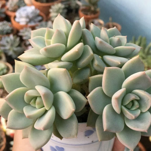 Graptoveria Tibutans | Porcelain Plant