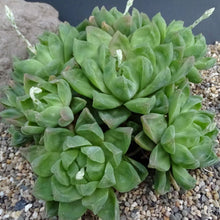 Load image into Gallery viewer, Haworthia Cymbiformis | Cathedral Window Haworthia
