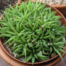 Load image into Gallery viewer, Haworthia Augustifolia
