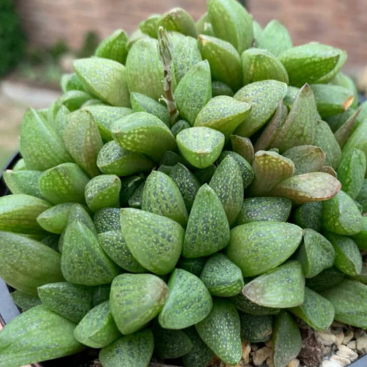 Haworthia Turgida var. Suberecta