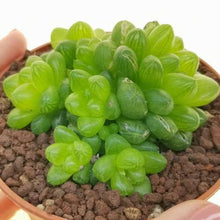 Load image into Gallery viewer, Haworthia Cooperi var Truncata
