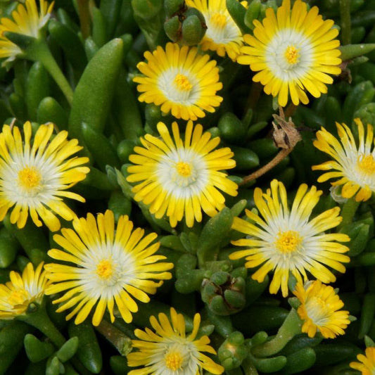 Delosperma Cooperi | Jewel of the Desert Peridot (Yellow)