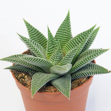 Load image into Gallery viewer, Haworthiopsis Limifoia | Spider White
