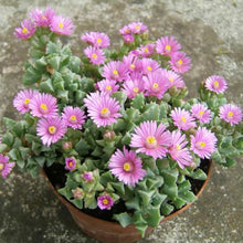Load image into Gallery viewer, Lampranthus Deltoides | Pink Iceplant

