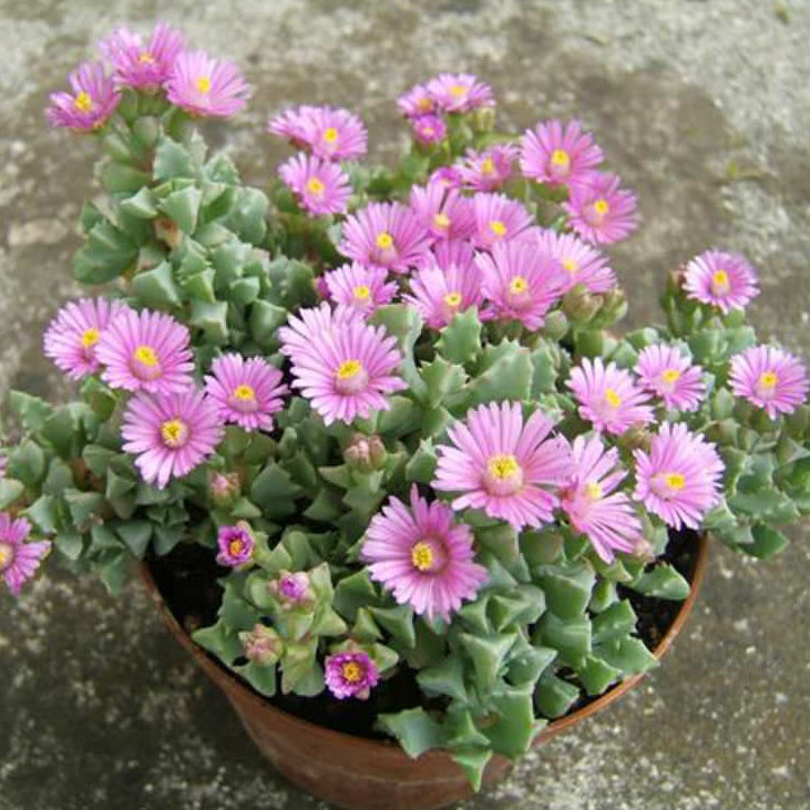 Lampranthus Deltoides | Pink Iceplant