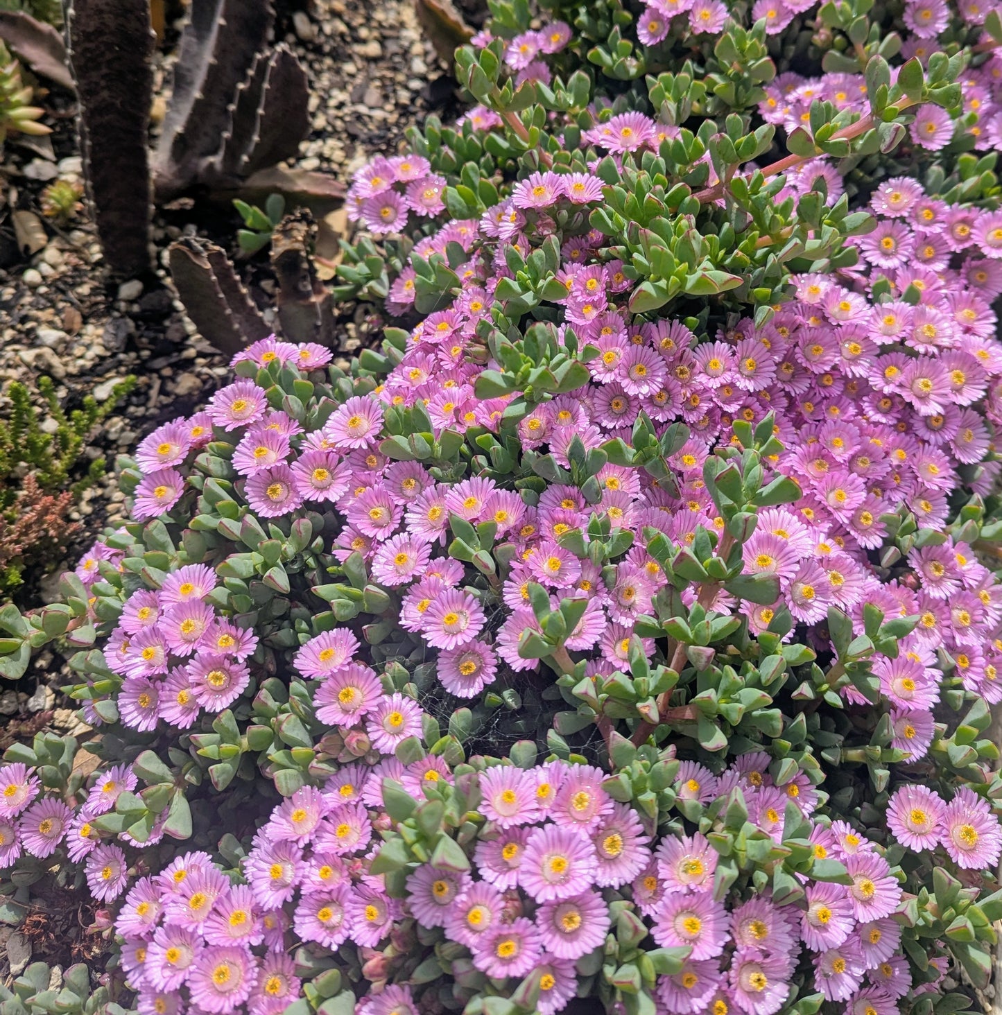 Oscularia Deltoides | Tooth-leaf Rock Vygie
