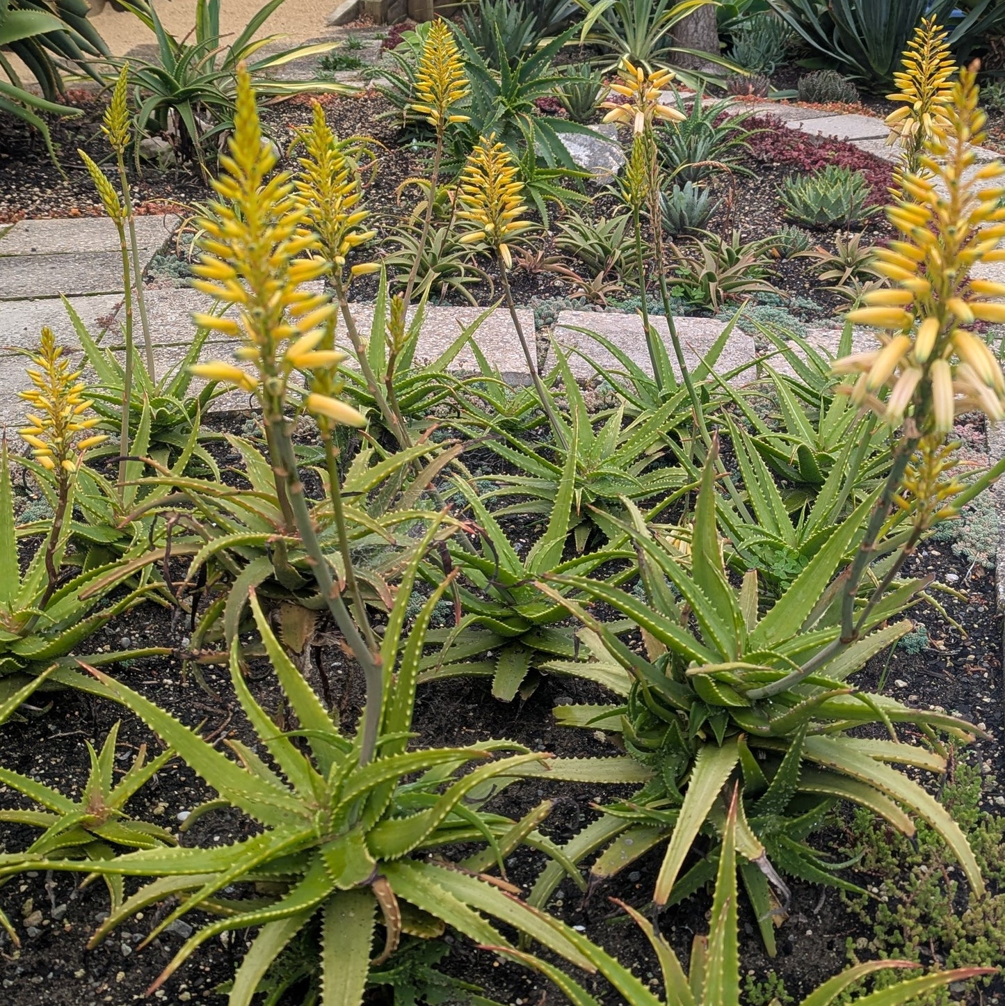 Aloe Bush Baby Yellow