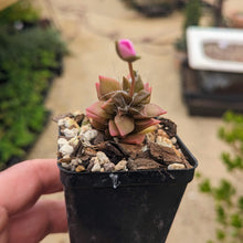 Load image into Gallery viewer, Anacampseros Rufescens | Sand Rose
