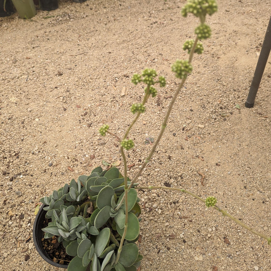 Cotyledon Mint Truffles