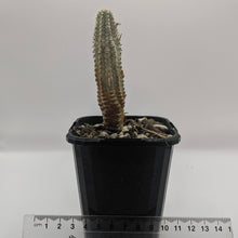 Load image into Gallery viewer, Euphorbia Mammillaris Variegata Corn Cob Cactus
