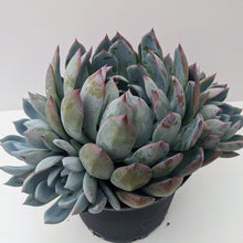 Load image into Gallery viewer, Echeveria Blue Horizon
