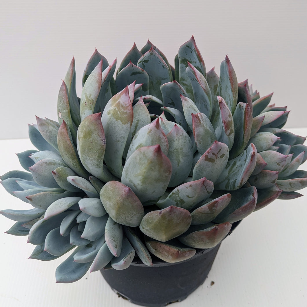 Echeveria Blue Horizon