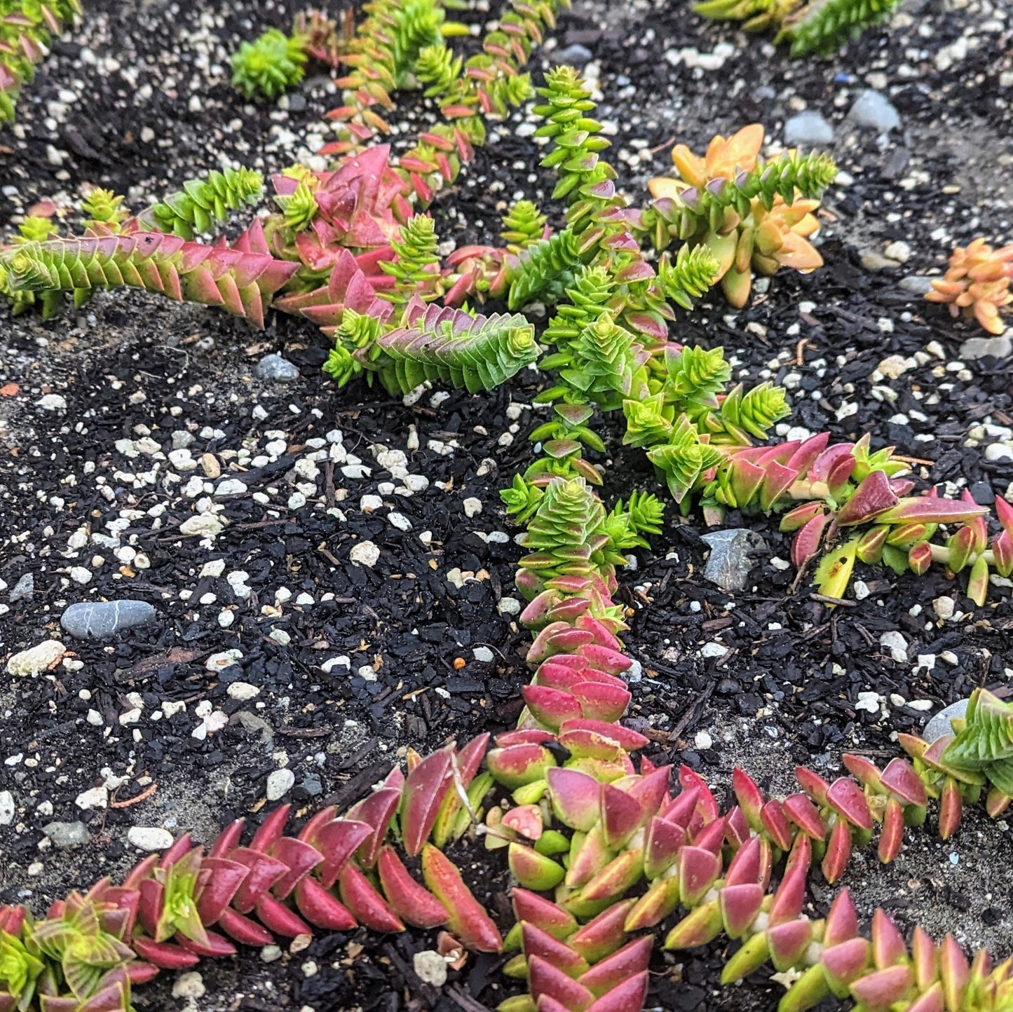 Crassula Capitella | Red Pagoda