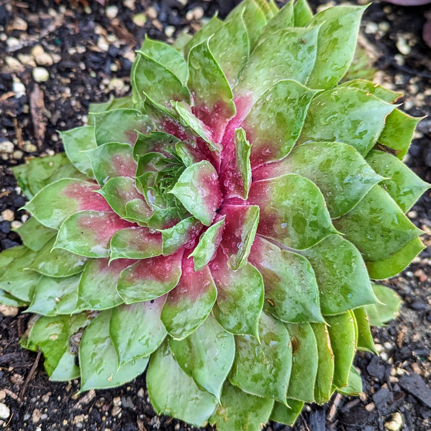 Sempervivum Amber