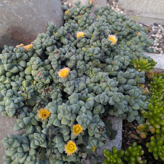 Corpuscularia Lehmannii | Ice Plant