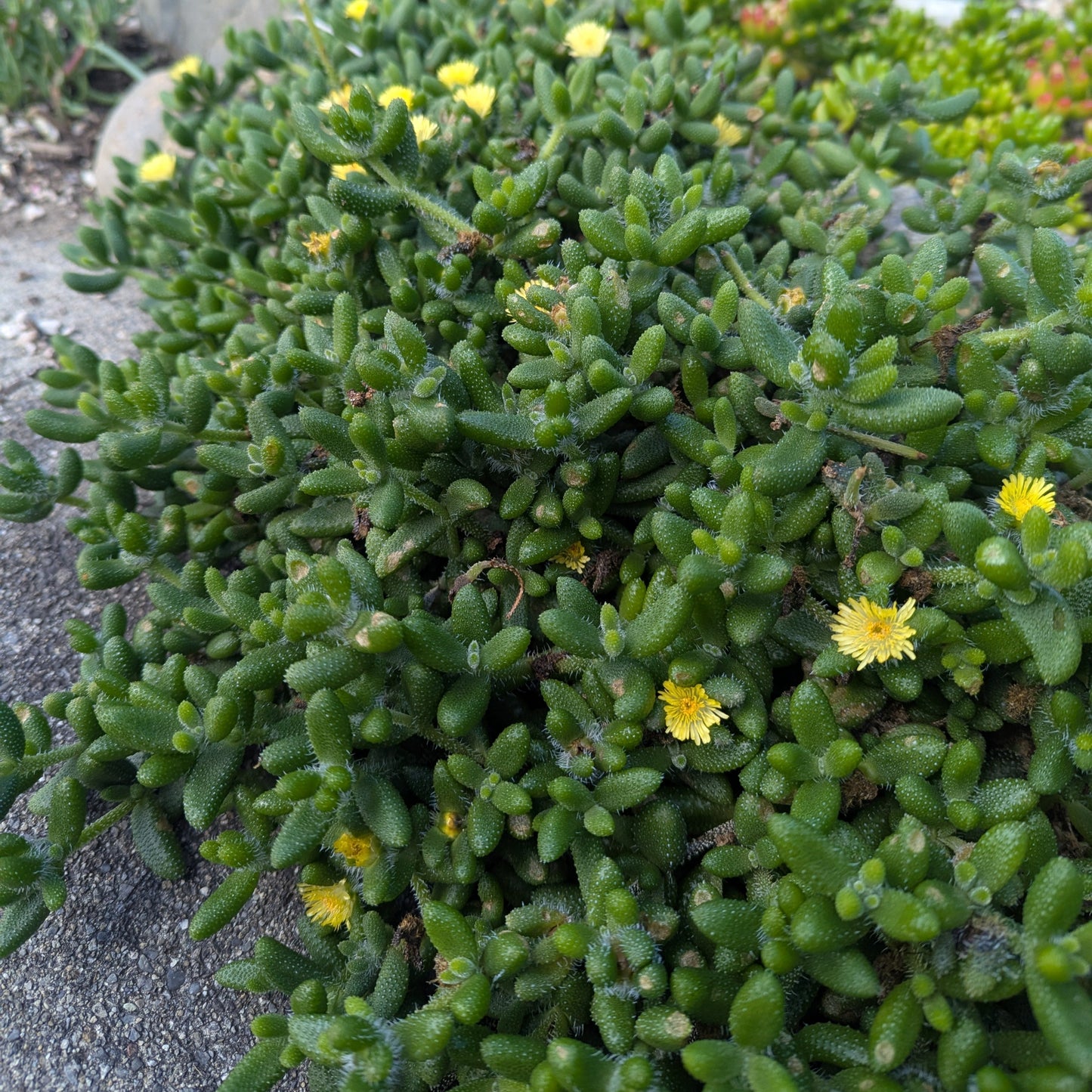 cucumber succulent plant Delosperma Echinatum