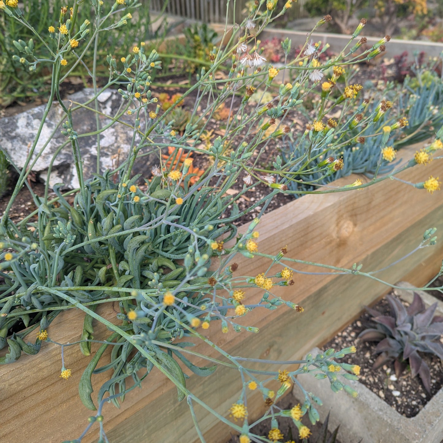 Senecio Kleiniiformis | Spear Head