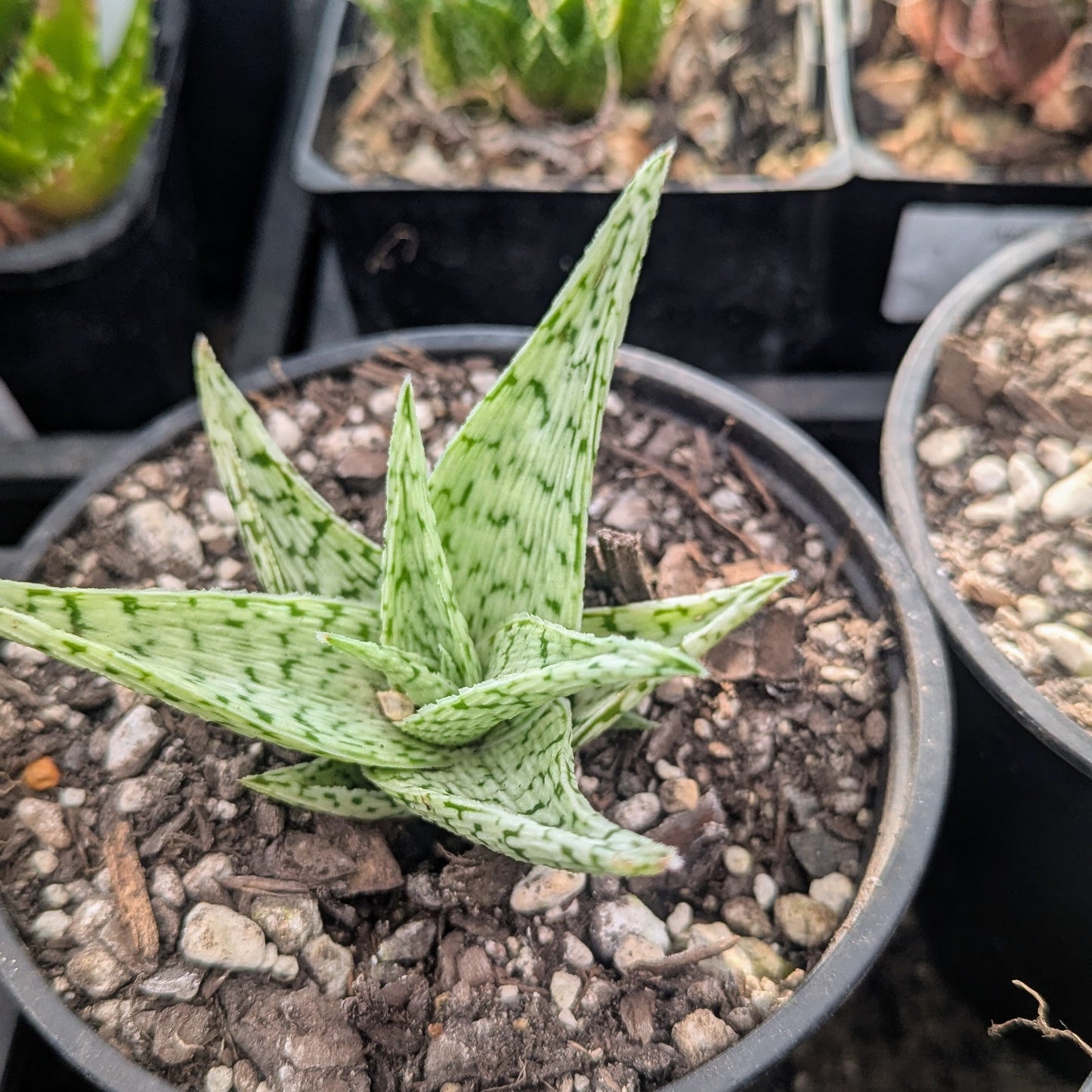 Aloe Quicksilver