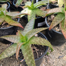 Load image into Gallery viewer, Aloe Maculata | Soap Aloe
