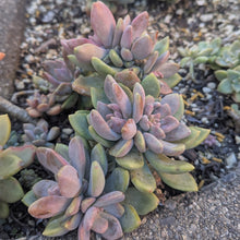 Load image into Gallery viewer, xGraptoveria Opalina Cristata
