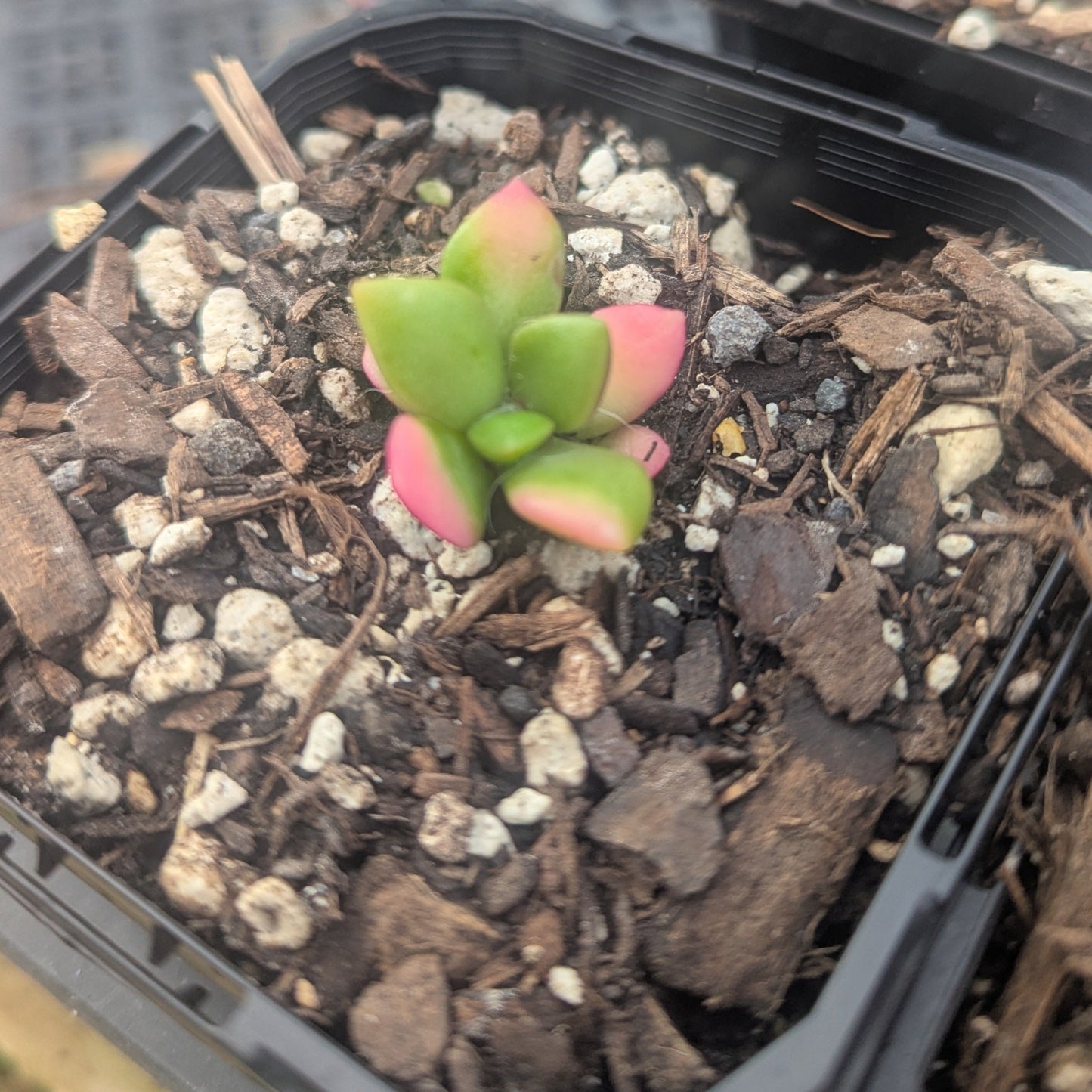 Anacampseros Telephiastrum f variegatum | Sunrise