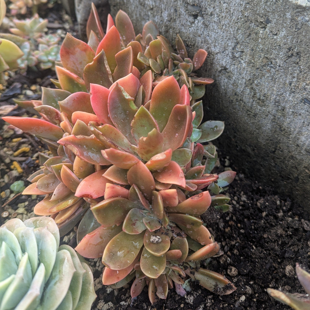 Graptoveria Douglas Huth Cristata | Chinese Lantern