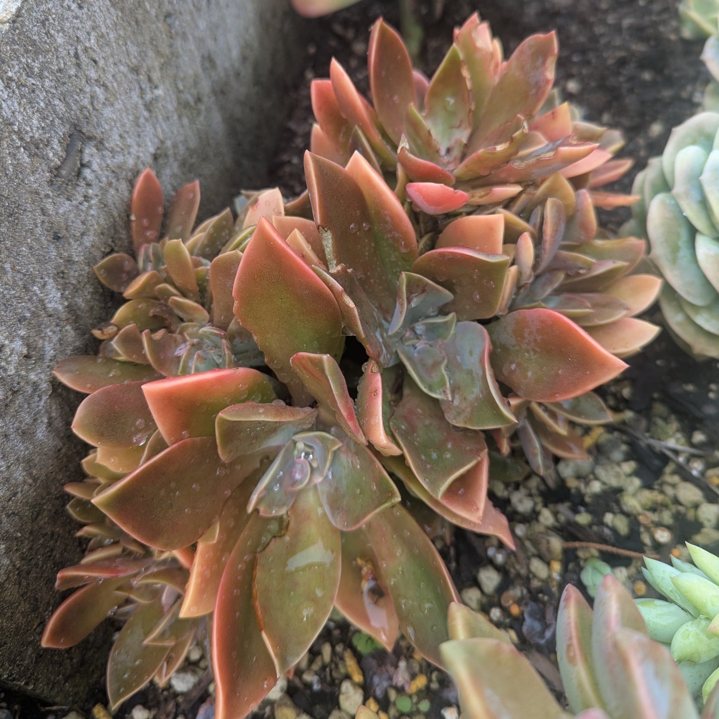 Graptoveria Douglas Huth Cristata | Chinese Lantern