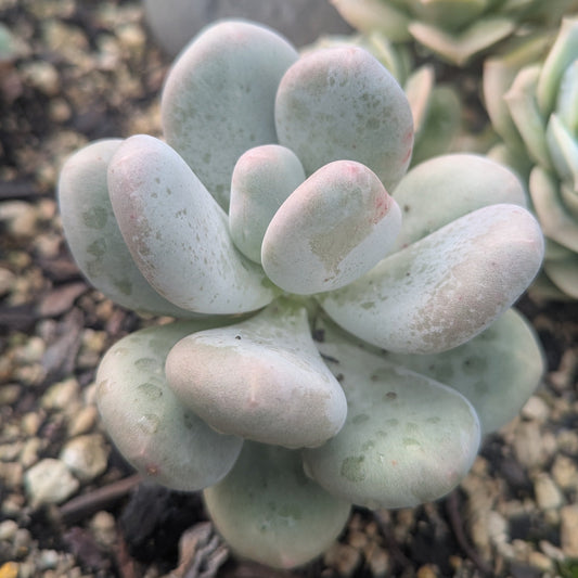 Graptopetalum Amethystinum | Lavender Pebbles