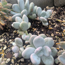 Load image into Gallery viewer, Graptopetalum Amethystinum | Lavender Pebbles
