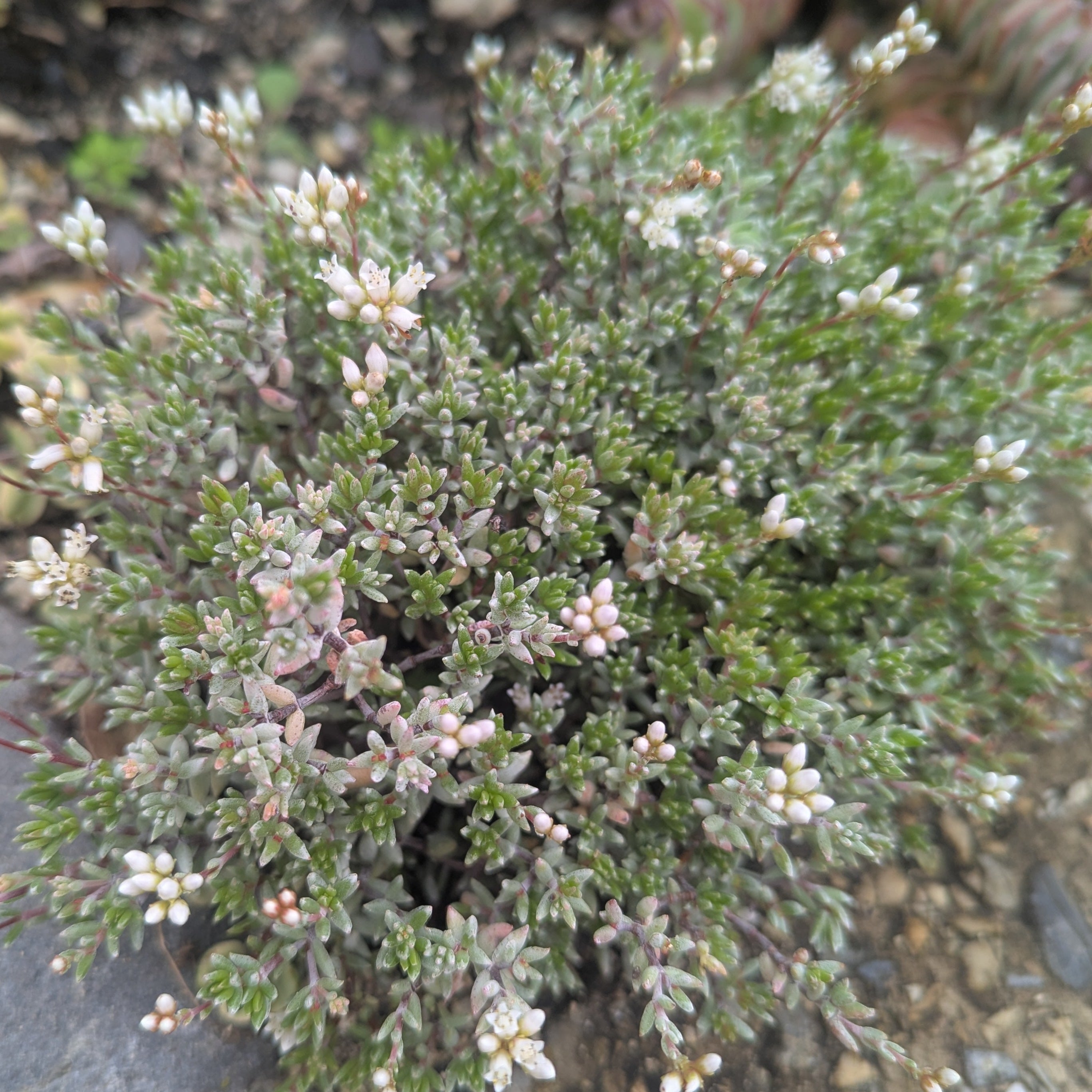Crassula Biplanata – Succular.nz