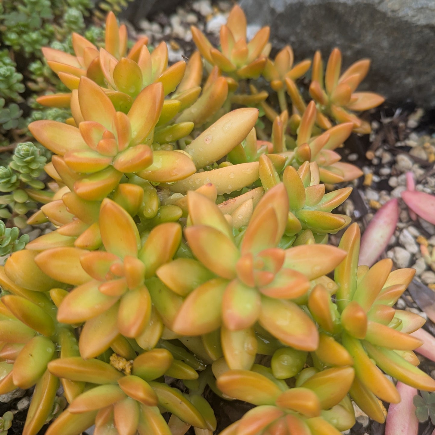 coppertone succulent Sedum Nussbaumerianum
