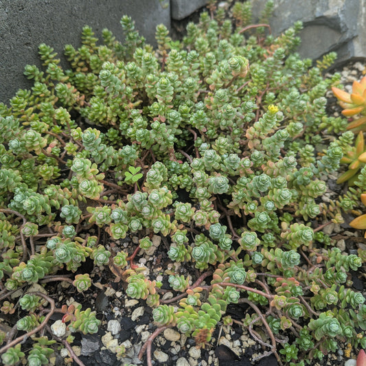 Sedum Oaxacanum