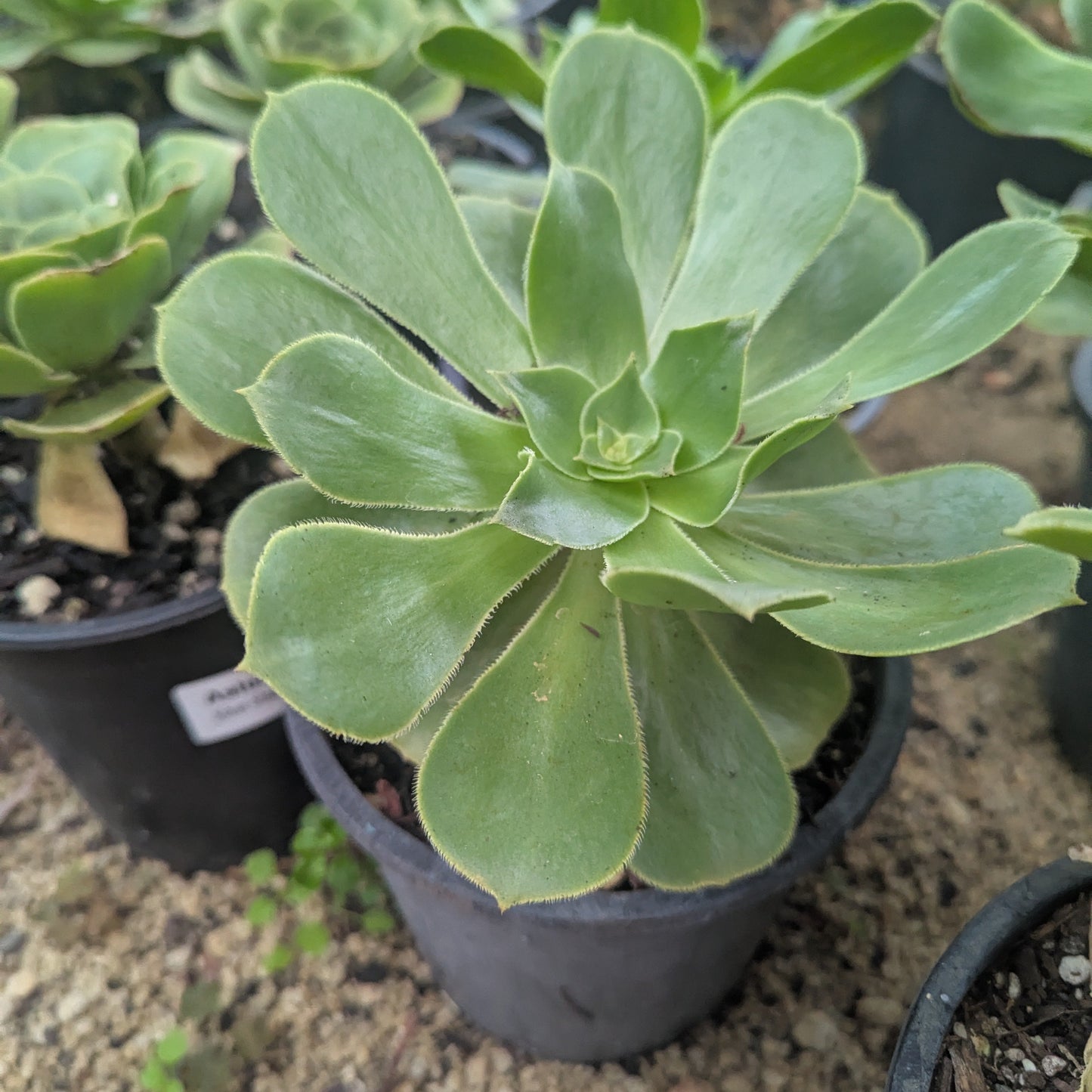 Aeonium Urbicum | Salad Bowl Aeonium