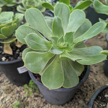 Load image into Gallery viewer, Aeonium Urbicum | Salad Bowl Aeonium
