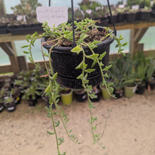 Load image into Gallery viewer, Senecio Peregrinus | String of Dolphins
