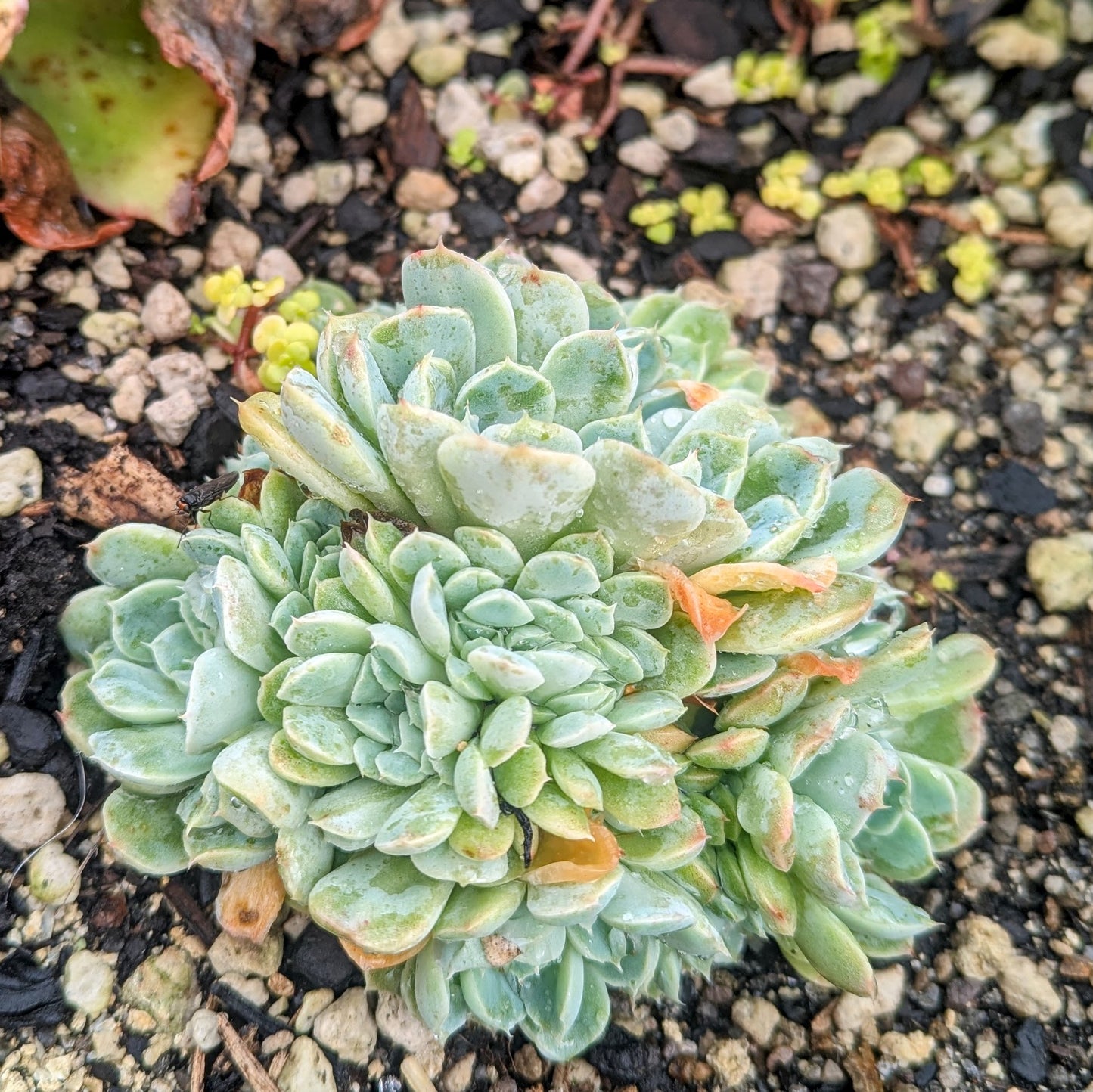 Echeveria Elegans Cristata