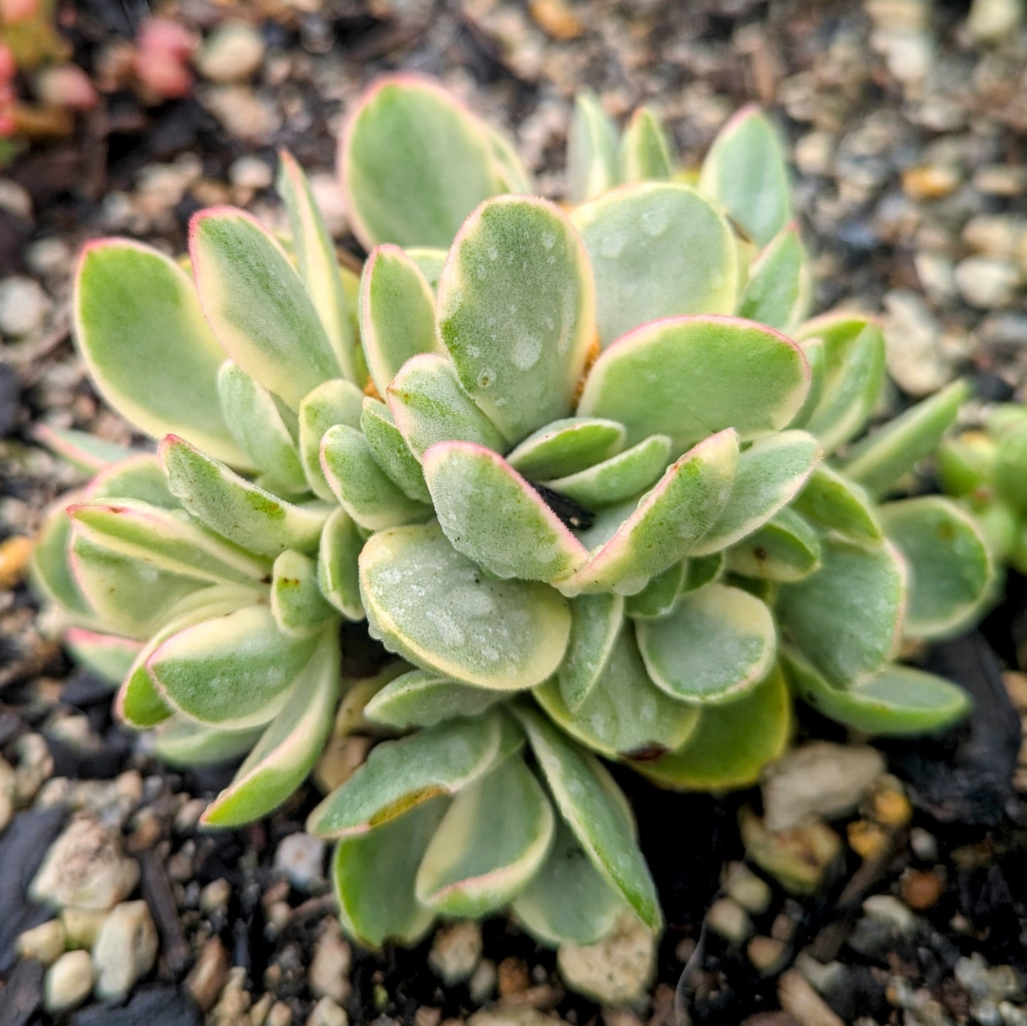 Crassula Money Maker f. Variegata