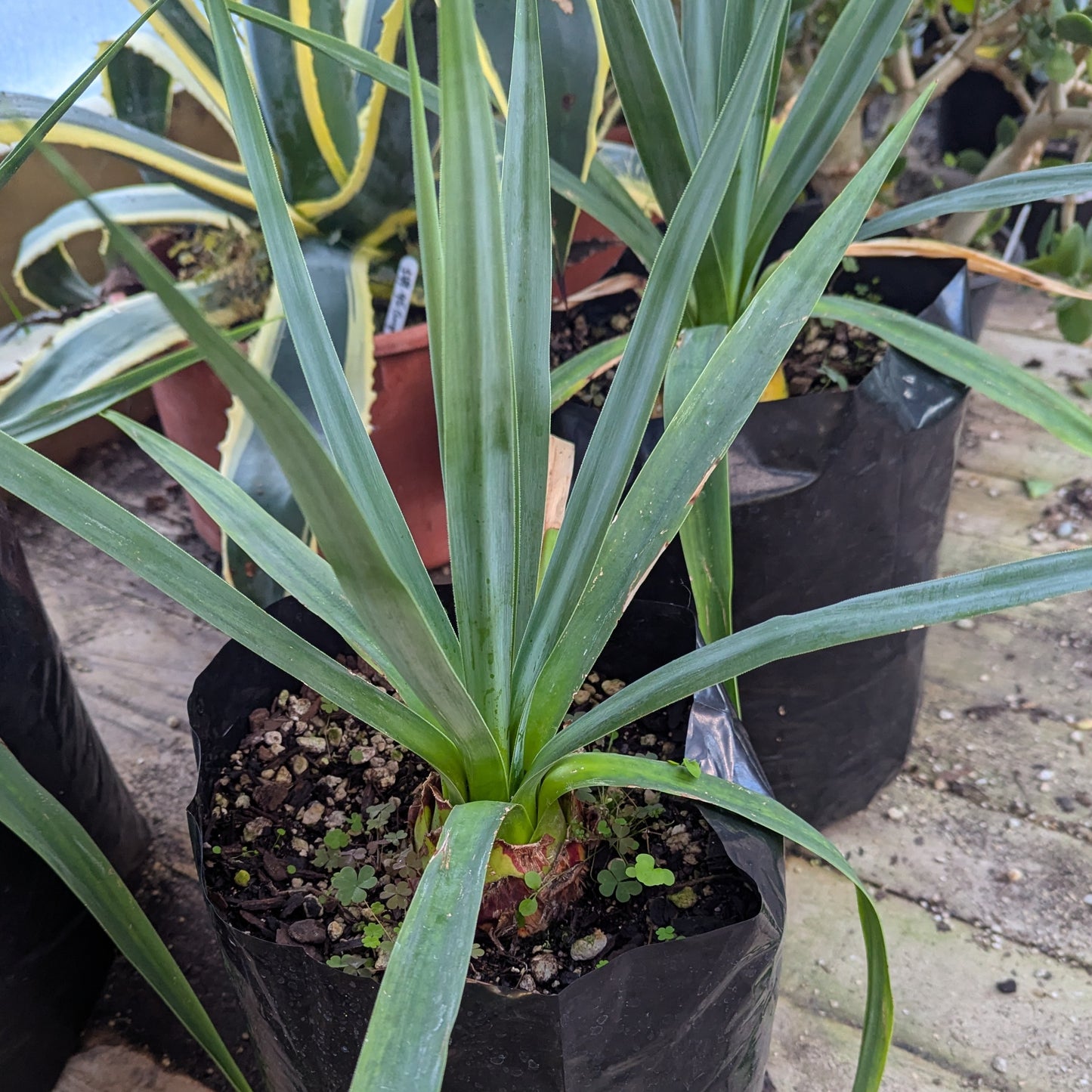 Furcraea Roezlii | Bedinghousii