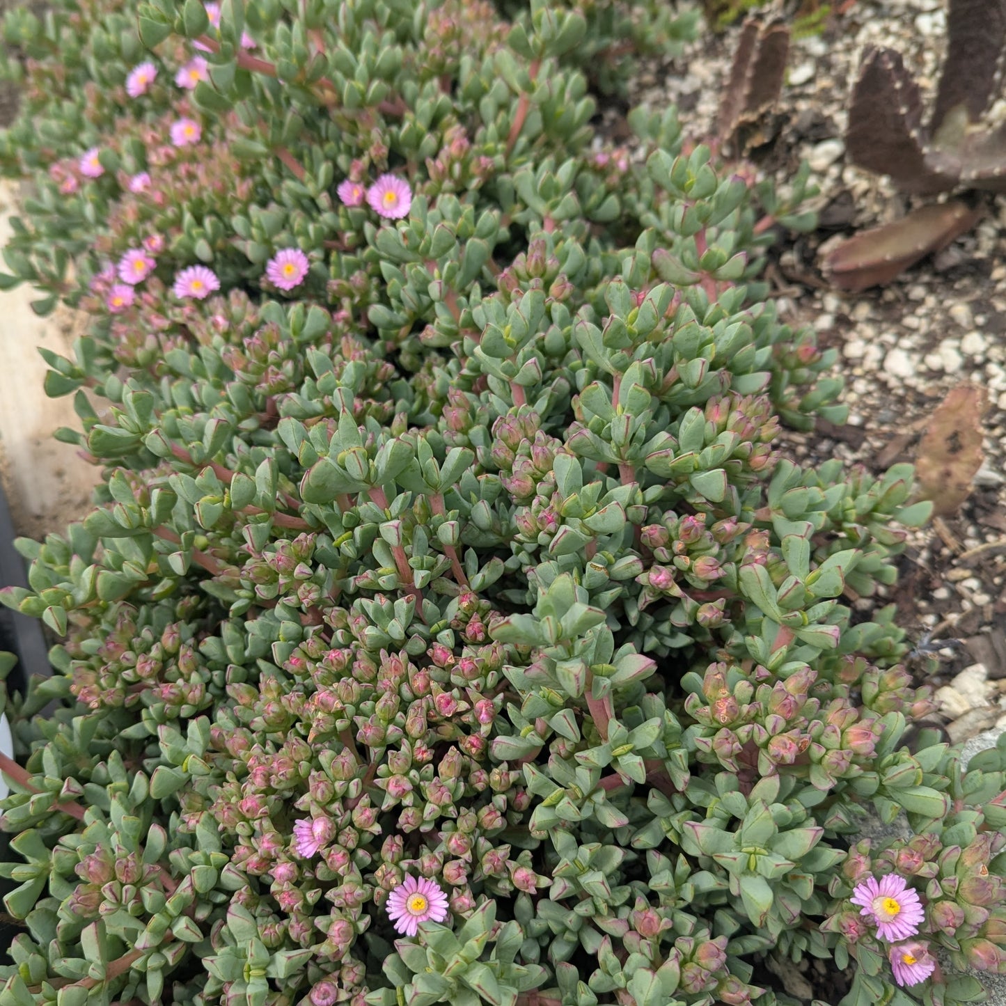 Oscularia Deltoides | Tooth-leaf Rock Vygie