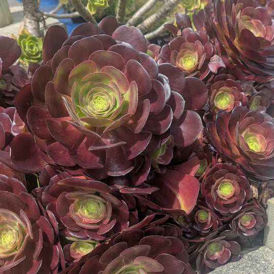 Aeonium Arboreum Velour